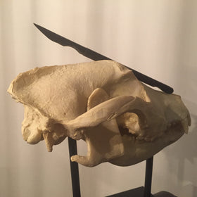 Carbon Fiber Scalpel