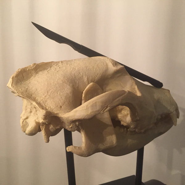 Carbon Fiber Scalpel